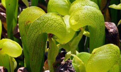 Cobra Lily Varieties: Discovering the Different Faces of This Exotic Plant