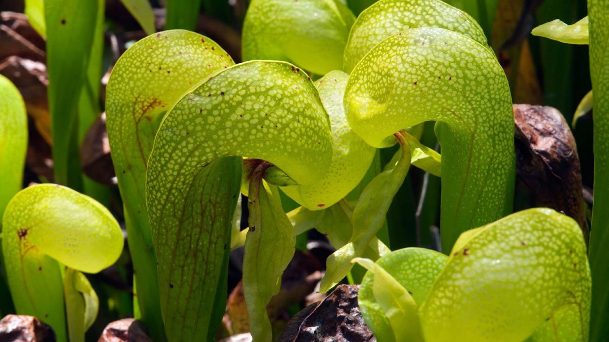 Cobra Lily Varieties: Discovering the Different Faces of This Exotic Plant